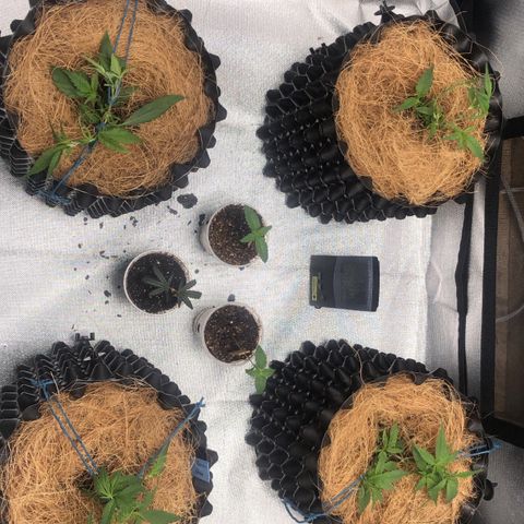 Super Lemon Haze - Clone 2º Geração growlog timeline photo