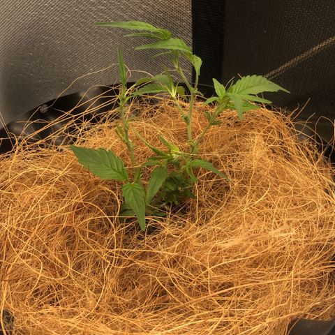 Super Lemon Haze - Clone 2º Geração growlog timeline photo