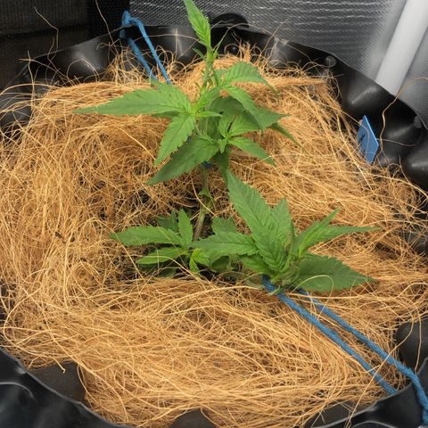 Super Lemon Haze - Clone 2º Geração growlog timeline photo
