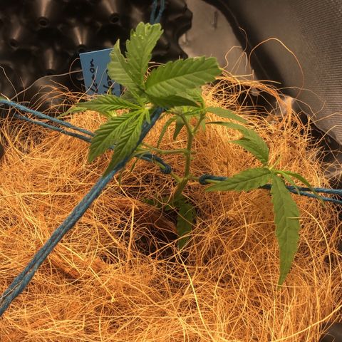 Super Lemon Haze - Clone 2º Geração growlog timeline photo