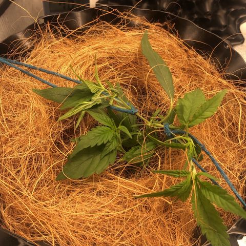 Super Lemon Haze - Clone 2º Geração growlog timeline photo