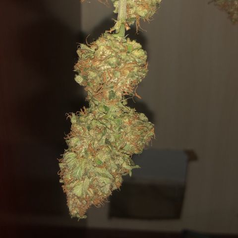 Super Lemon Haze growlog timeline photo