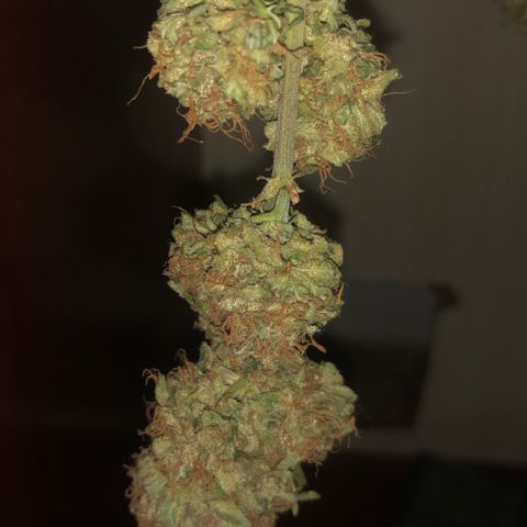 Super Lemon Haze growlog timeline photo