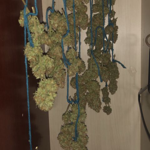 Super Lemon Haze growlog timeline photo