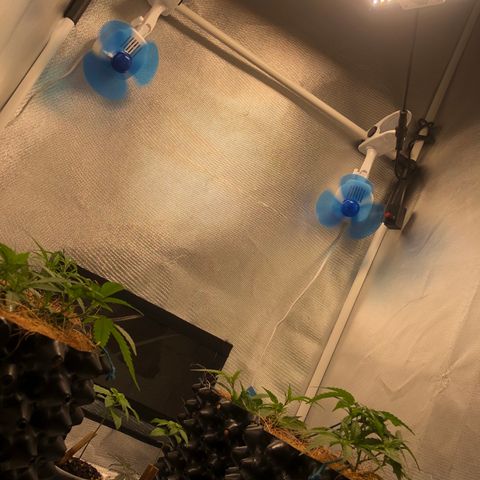 Super Lemon Haze - Clone 2º Geração growlog photo: 2º Ciclo - @lilcannabzz