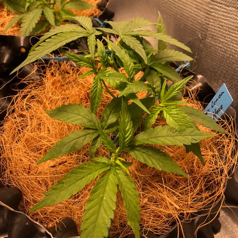 Super Lemon Haze - Clone 2º Geração growlog photo: 2º Ciclo - @lilcannabzz