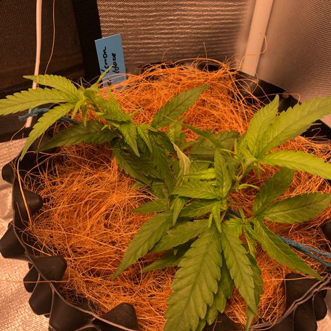 Super Lemon Haze - Clone 2º Geração growlog photo: 2º Ciclo - @lilcannabzz