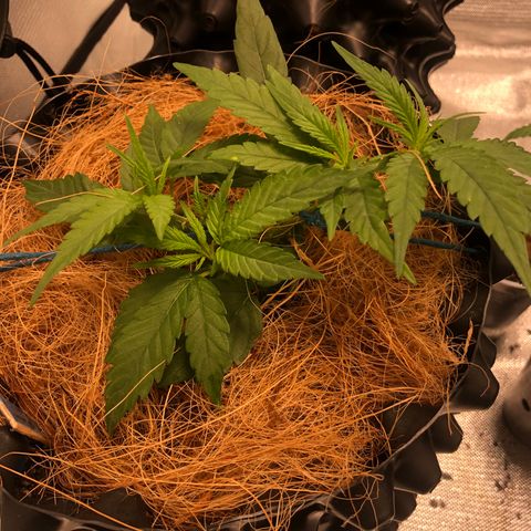 Super Lemon Haze - Clone 2º Geração growlog photo: 2º Ciclo - @lilcannabzz
