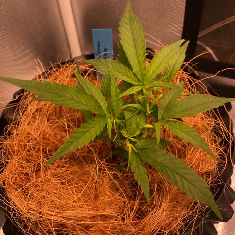 Super Lemon Haze - Clone 2º Geração growlog photo: 2º Ciclo - @lilcannabzz