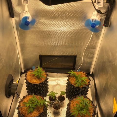 Super Lemon Haze - Clone 2º Geração growlog photo: 2º Ciclo - @lilcannabzz