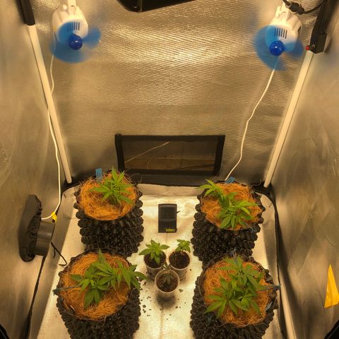 Super Lemon Haze - Clone 2º Geração growlog photo: 2º Ciclo - @lilcannabzz