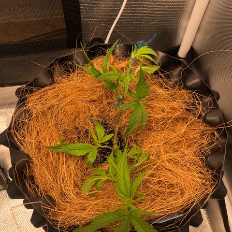 Super Lemon Haze - Clone 2º Geração growlog photo: Uma das super lemon, sofreu um ferimento durante a desfoliação/amarras. Não foi ministrado nada para ajudar a cicatrizar. Vejamos resultados