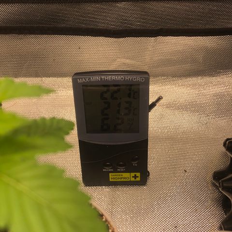 Super Lemon Haze - Clone 2º Geração growlog photo: Uma das super lemon, sofreu um ferimento durante a desfoliação/amarras. Não foi ministrado nada para ajudar a cicatrizar. Vejamos resultados