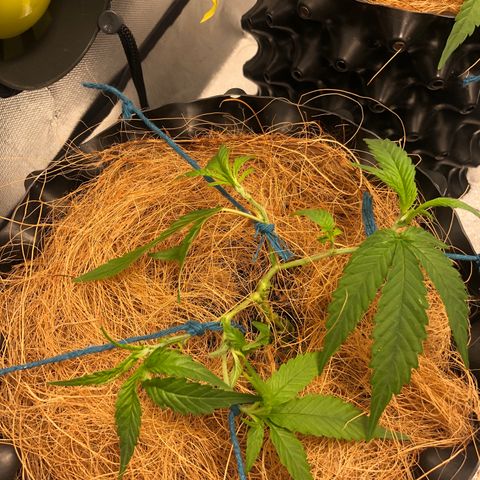 Super Lemon Haze - Clone 2º Geração growlog photo: Uma das super lemon, sofreu um ferimento durante a desfoliação/amarras. Não foi ministrado nada para ajudar a cicatrizar. Vejamos resultados