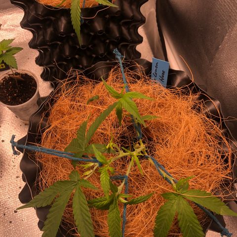 Super Lemon Haze - Clone 2º Geração growlog photo: Uma das super lemon, sofreu um ferimento durante a desfoliação/amarras. Não foi ministrado nada para ajudar a cicatrizar. Vejamos resultados