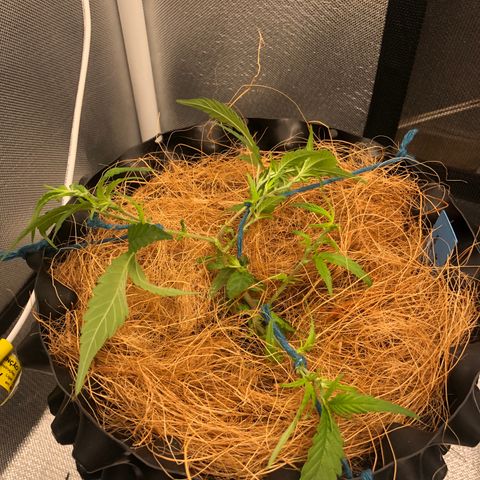Super Lemon Haze - Clone 2º Geração growlog photo: Uma das super lemon, sofreu um ferimento durante a desfoliação/amarras. Não foi ministrado nada para ajudar a cicatrizar. Vejamos resultados