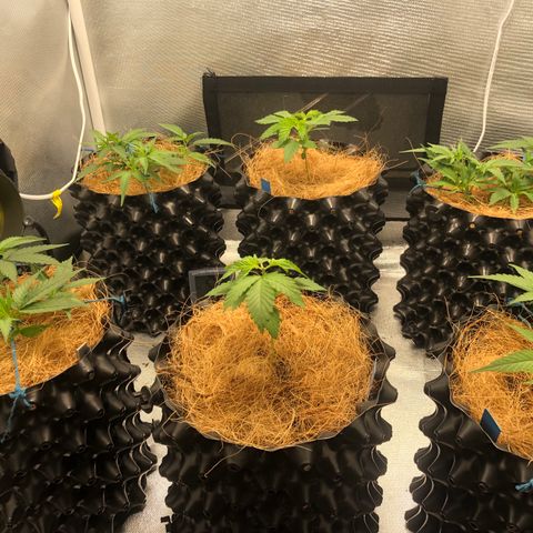 Super Lemon Haze - Clone 2º Geração growlog timeline photo