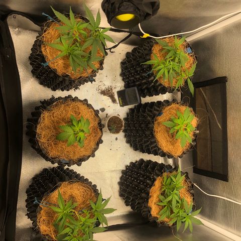 Super Lemon Haze - Clone 2º Geração growlog timeline photo