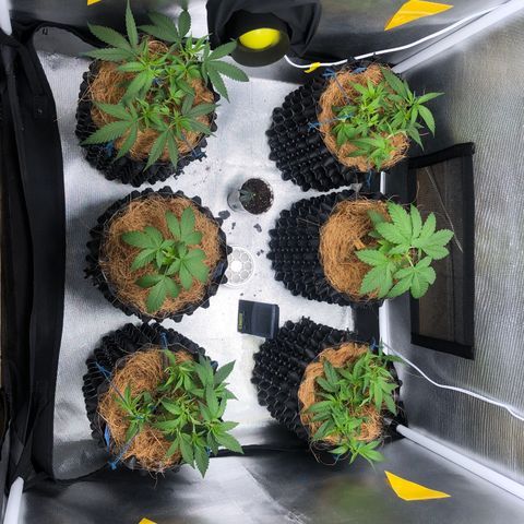 Super Lemon Haze - Clone 2º Geração growlog photo: Vegetativo