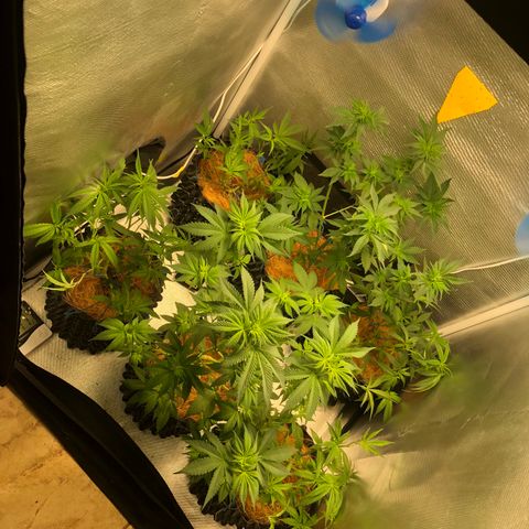 Super Lemon Haze - Clone 2º Geração growlog photo: Poda de limpeza em todas Super Lemon