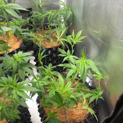 Super Lemon Haze - Clone 2º Geração growlog photo: Poda de limpeza em todas Super Lemon