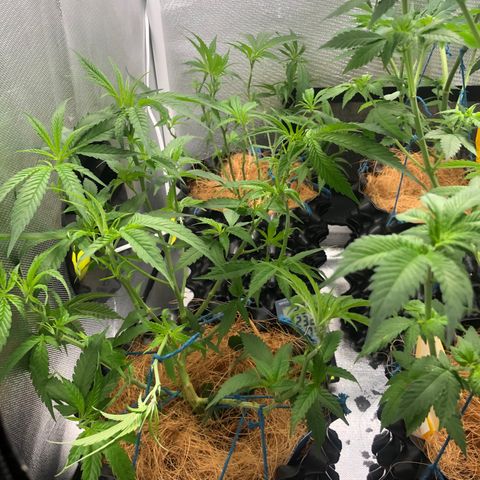 Super Lemon Haze - Clone 2º Geração growlog photo: Poda de limpeza em todas Super Lemon