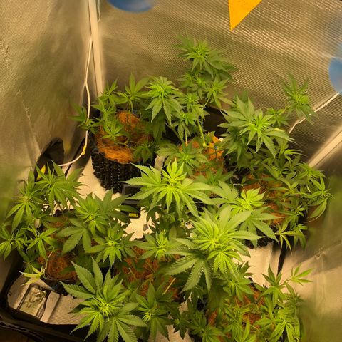 Super Lemon Haze - Clone 2º Geração growlog photo: Poda de limpeza em todas Super Lemon