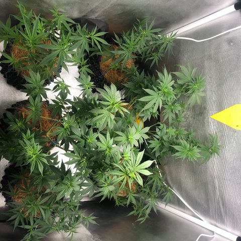 Super Lemon Haze - Clone 2º Geração growlog photo: Atualização do Growlog após 1 dia da troco dó fotoperiodo para 12/12