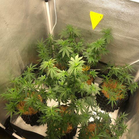 Super Lemon Haze - Clone 2º Geração growlog photo: Atualização do Growlog após 1 dia da troco dó fotoperiodo para 12/12