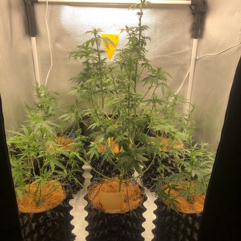 Super Lemon Haze - Clone 2º Geração growlog photo: Atualização do Growlog após 1 dia da troco dó fotoperiodo para 12/12
