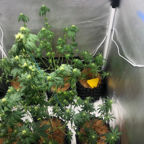 Super Lemon Haze - Clone 2º Geração growlog photo: Desfoliação 3º semana - Flora