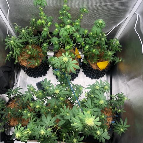 Super Lemon Haze - Clone 2º Geração growlog photo: Desfoliação 3º semana - Flora