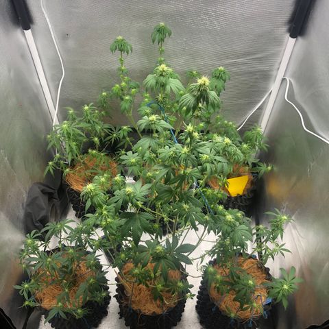 Super Lemon Haze - Clone 2º Geração growlog photo: Desfoliação 3º semana - Flora