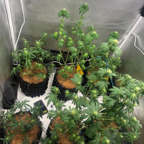 Super Lemon Haze - Clone 2º Geração growlog photo: Desfoliação 3º semana - Flora