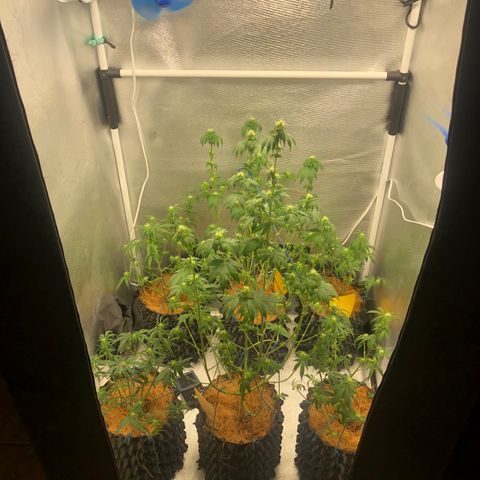 Super Lemon Haze - Clone 2º Geração growlog photo: Desfoliação 3º semana - Flora