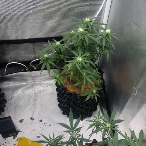 Super Lemon Haze - Clone 2º Geração growlog photo: Super Lemon Haze 2º gen - 4º Semana de Flora