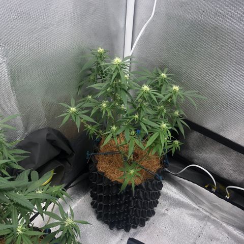 Super Lemon Haze - Clone 2º Geração growlog photo: Super Lemon Haze 2º gen - 4º Semana de Flora