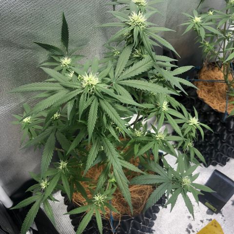 Super Lemon Haze - Clone 2º Geração growlog photo: Super Lemon Haze 2º gen - 4º Semana de Flora