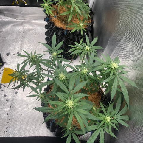 Super Lemon Haze - Clone 2º Geração growlog photo: Super Lemon Haze 2º gen - 4º Semana de Flora