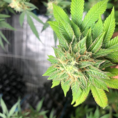 Super Lemon Haze - Clone 2º Geração growlog timeline photo