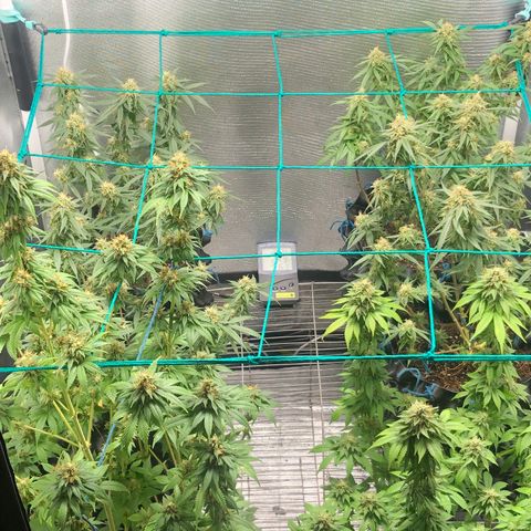 Super Lemon Haze - Clone 2º Geração growlog timeline photo