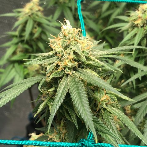 Super Lemon Haze - Clone 2º Geração growlog timeline photo