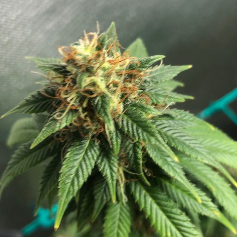 Super Lemon Haze - Clone 2º Geração growlog timeline photo