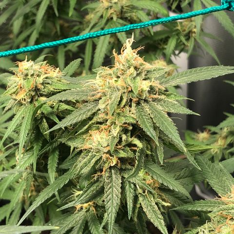 Super Lemon Haze - Clone 2º Geração growlog timeline photo