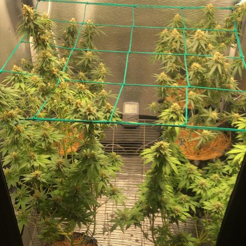 Super Lemon Haze - Clone 2º Geração growlog timeline photo