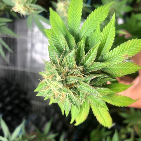 Super Lemon Haze - Clone 2º Geração growlog timeline photo