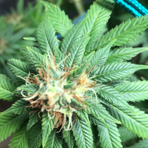 Super Lemon Haze - Clone 2º Geração growlog timeline photo