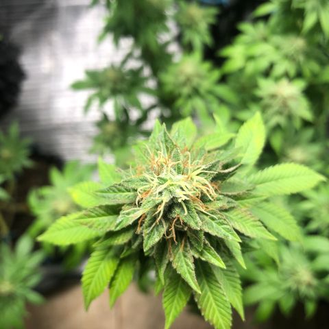 Super Lemon Haze - Clone 2º Geração growlog timeline photo