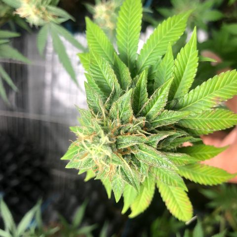 Super Lemon Haze - Clone 2º Geração growlog timeline photo