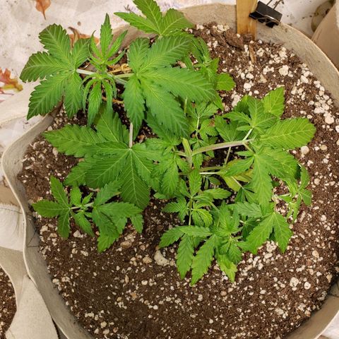 13 growlog timeline photo